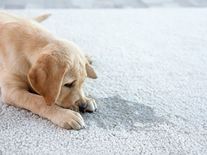 Pet Stains on Carpet