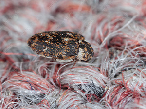 Carpet Beetles